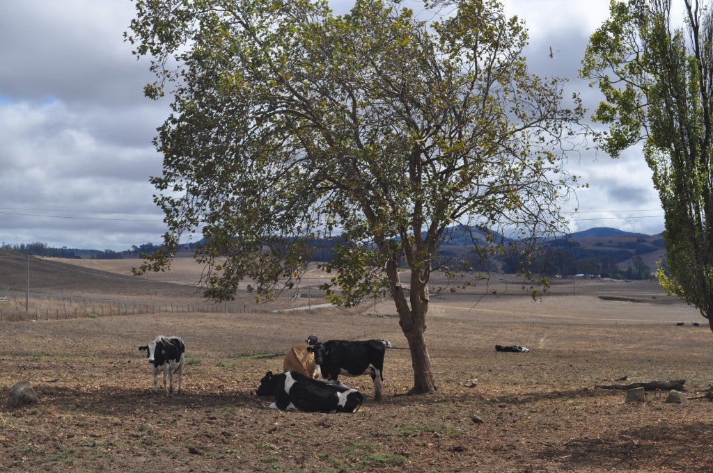 Dairy cows on California drought-stricken pasture