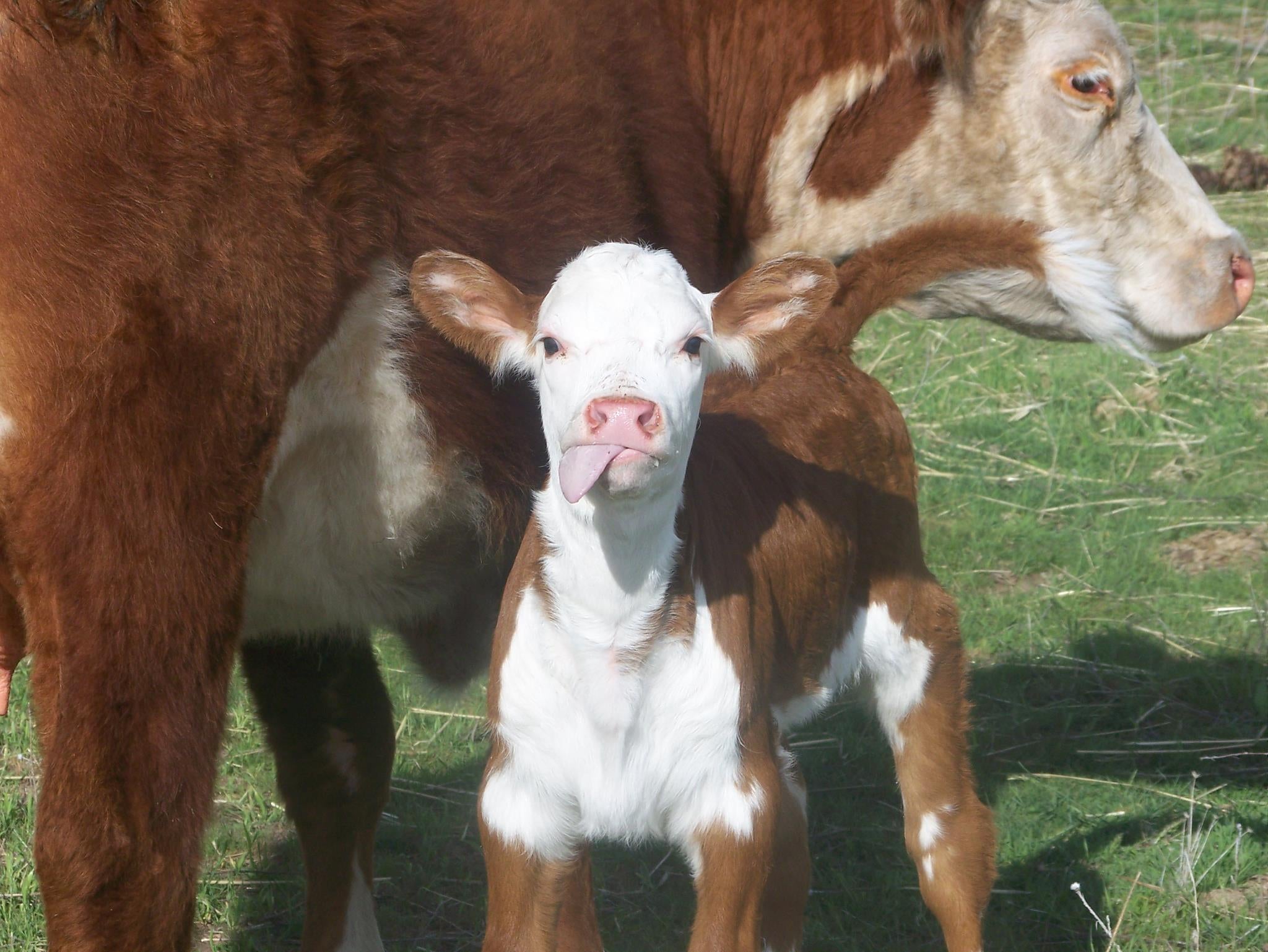 FDA seeks public comments on regulation of genetically altered animals ...