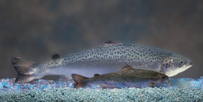 The AquAdvantage salmon (top) gets to market weight in half the time required for its non-transgenic sibling. AquaBounty.